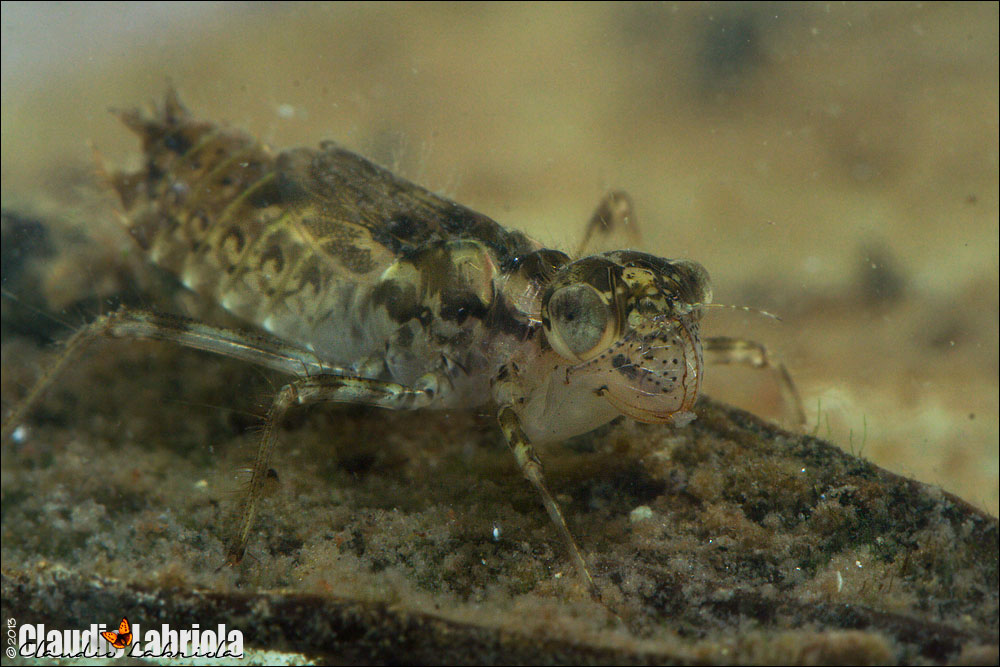 Scheda: Sympetrum striolatum